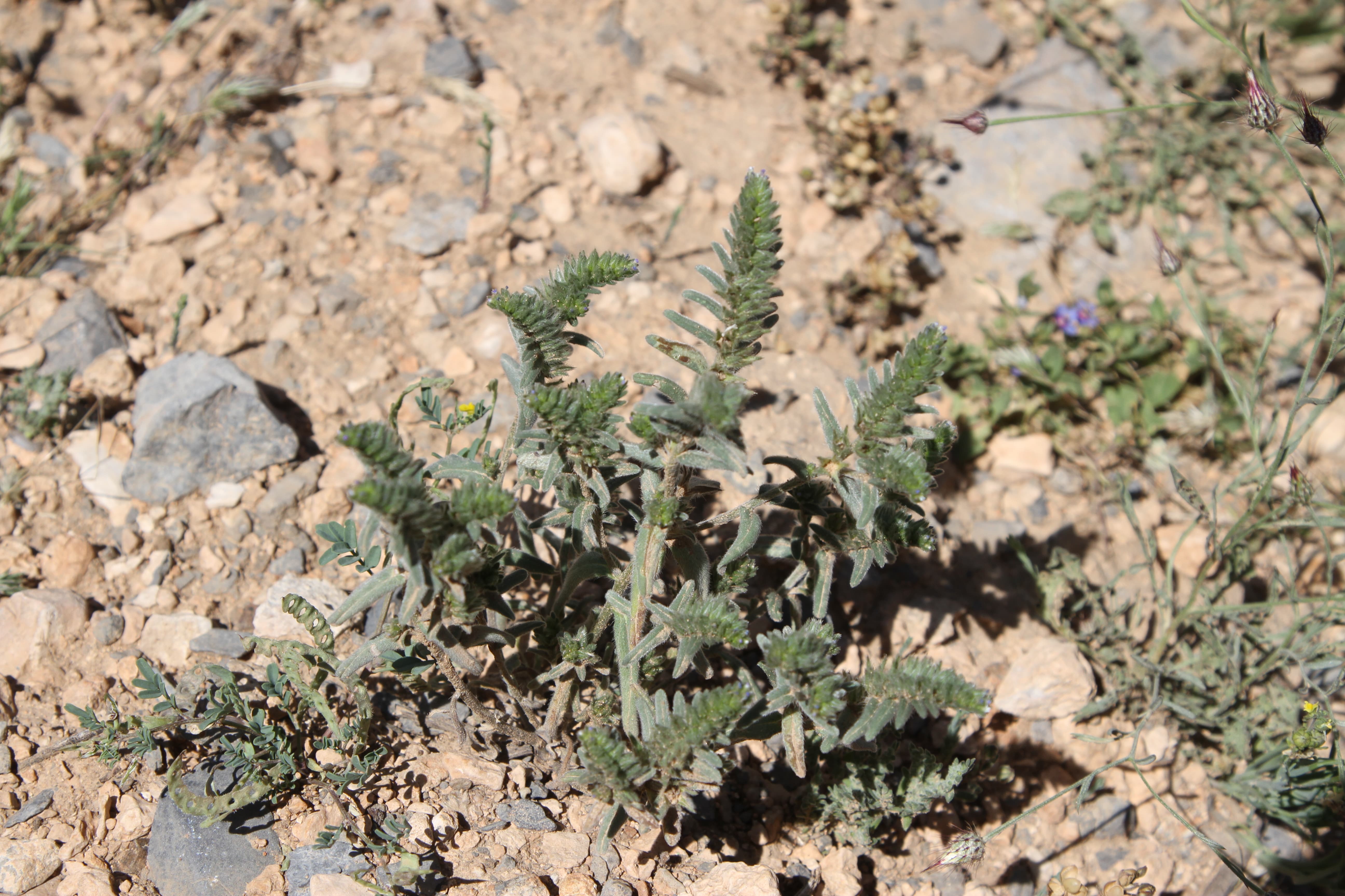 Plant Image